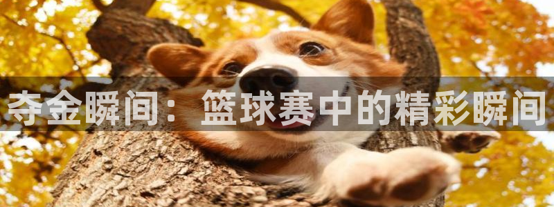 米兰体育网页版